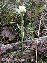Photo: Gemeines Katzenpfötchen