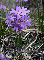 Photo: Kleine Mehl-Primel