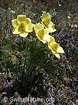 Foto: Schwefel-Anemonen