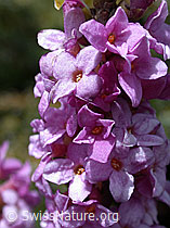 Photo: Seidelbast, Nahaufnahme der Blüte