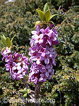 Photo: Seidelbast, Blüten