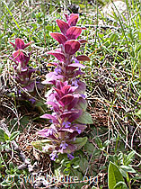 Photo: Ajuga pyramidalis