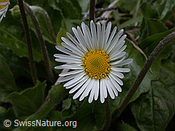 Photo: Alpenmasslieb, Blüte