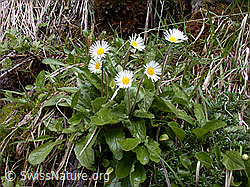 Photo: Alpenmasslieb