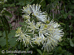 Foto: Blüten der Akeleiblättrige Wiesenraute