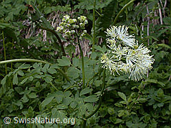 Foto: Akeleiblättrige Wiesenraute