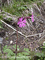 Foto: Rote Waldnelke (Silene dioica)