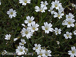 Photo: Einblütiges Hornkraut, Blüten