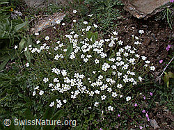 Photo: Einblütiges Hornkraut