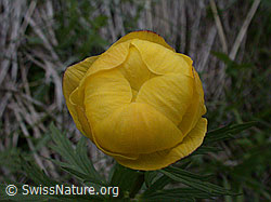 Foto: Europäische Trollblume