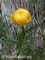 Foto: Europäische Trollblume (Ankebälli)