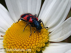 Wassertropfen auf Blüte einer Margerite