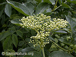Schwarzer Holunder (Sambucus nigra) (ESCN0574)