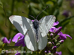 Kleiner Kohlweissling (Pieris rapae) (ESCN0602) Kleiner Kohlweissling (Pieris rapae) (ESCN0602)