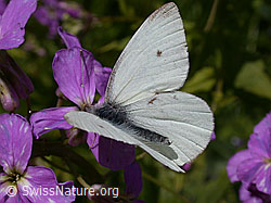 Kleiner Kohlweissling (Pieris rapae)