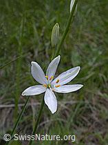 Photo: Astlose Graslilie