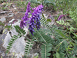 Foto: Graue Vogelwicke (Vicia cracca ssp. incana)