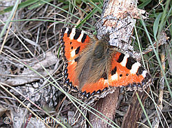 Photo: Kleiner Fuchs