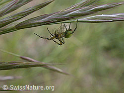 ESCN0903: Grünliche Spinne an Grashalm