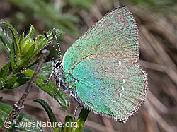 Photo: Brombeerzipfelfalter (Callophrys rubi)