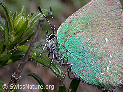 Photo: Brombeerzipfelfalter (Callophrys rubi)