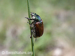 Foto: Gartenlaubkäfer (Phyllopertha horticola)
