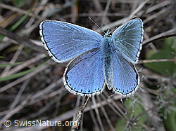 ESCN0935: Bläuling