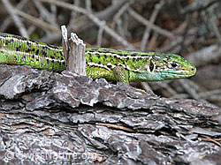 Smaragdeidechse (Lacerta bilineata) (07.06.2002, ESCN0953)