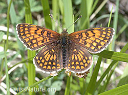 Photo: Wachtelweizen-Scheckenfalter (Melitaea athalia)