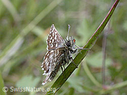 Photo: Kleiner Würfel-Dickkopffalter