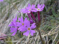Photo: Primula halleri