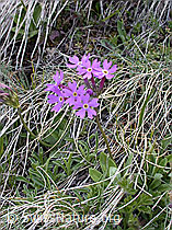 Photo: Primula halleri