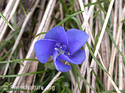Photo: Frühlings Enzian, Blüte von oben