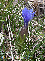 Photo: Frühlings Enzian, einzelne Pflanze