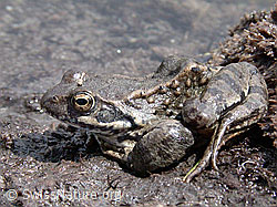 Foto: Grasfrosch (Rana temporaria)