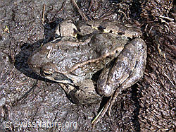 Foto: Grasfrosch (Rana temporaria)
