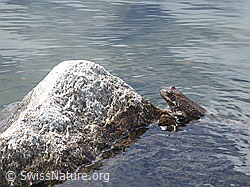 Foto: Grasfrosch (Rana temporaria)