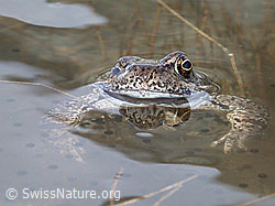 Foto: Grasfrosch (Rana temporaria)