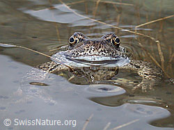 Foto: Grasfrosch (Rana temporaria)