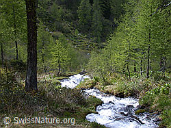 ESCN1107: Mässerbach: Bergbach im Lärchenwald