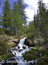ESCN1108: Seitenarm des Mässerbachs im Lärchenwald