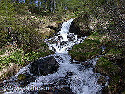 ESCN1109: Seitenarm des Mässerbachs