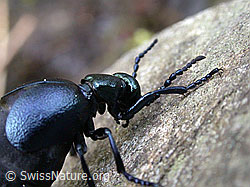 Foto: Schwarzblauer Maiwurm (Meloe proscarabaeus)