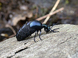 Foto: Schwarzblauer Maiwurm (Meloe proscarabaeus)