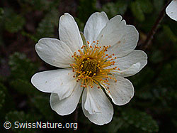 Foto: Silberwurz, Blüte