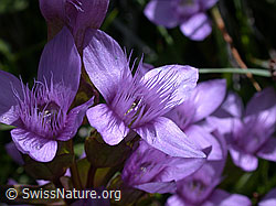 Foto: Feld-Enzian, Blüte
