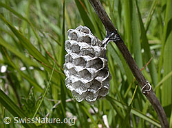 ESCN1164: Wespennest an Grashalm