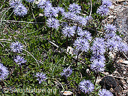 Photo: Polster mit herzblättrigen Kugelblumen