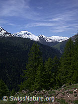 ESCN1178: Lärchenwald und verschneite Berge