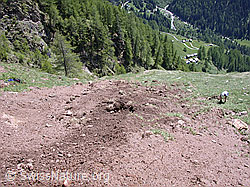 ESCN1196: Erosion auf einer Alpweide